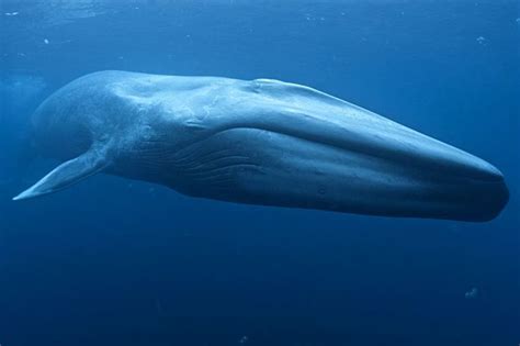 quantos metros tem a maior baleia do mundo